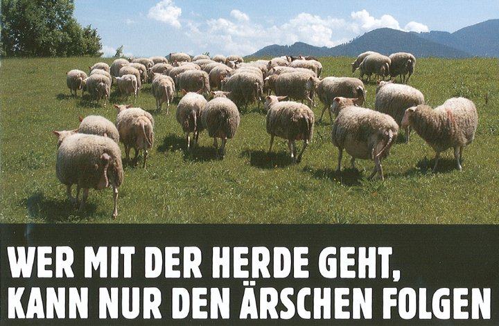 Schafe-Ärsche